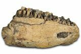 Hadrosaur (Edmontosaurus) Jaw Section with Teeth - Montana #353327-1